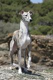 WHIPPET 024